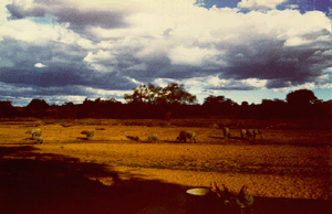 Elephants digging for water in the dry riverbed of the Great Ruaha River.