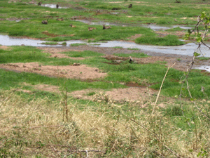 The Great Ruaha riverbed with a small amount of water.