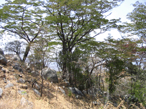 Photograph taken from Isunguviula, in the western corner of Ruaha National Park.